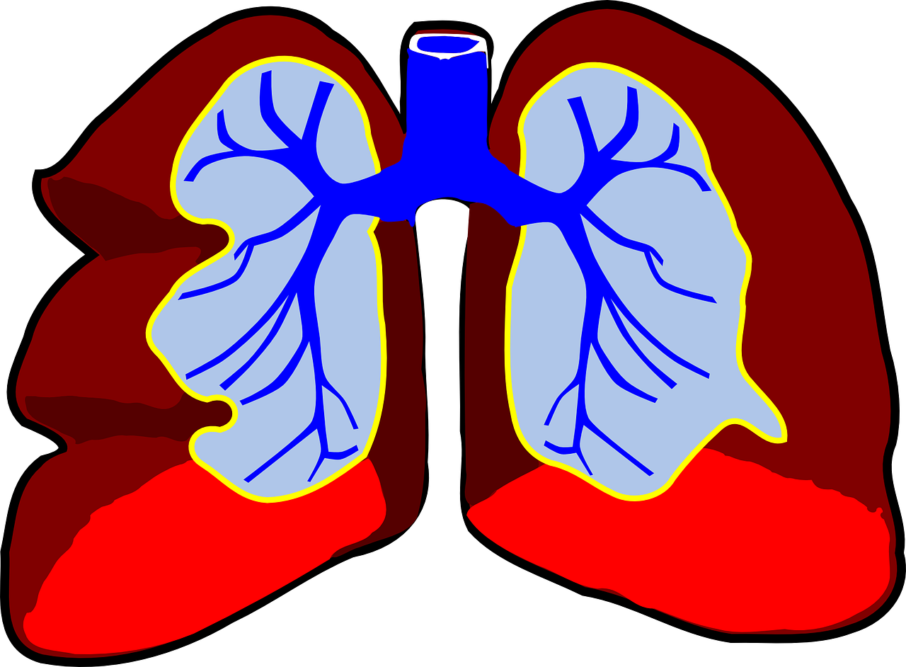 lungs, human, anatomy